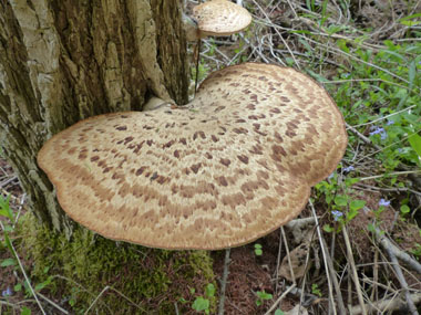 Dryad's Saddle Mushroom, from 40 edible mushrooms