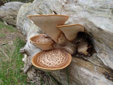 dryads saddle multiple