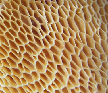 dryads saddle pores