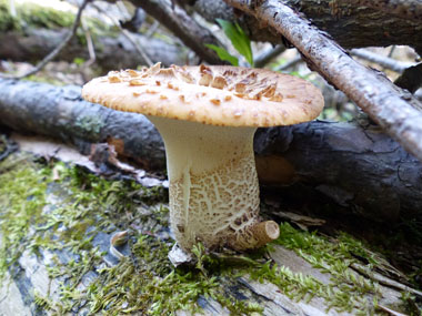 dryads saddle side view