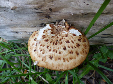 dryads saddle top view