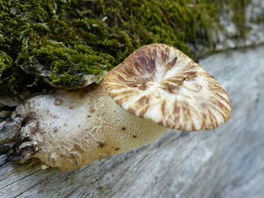 dryads saddle young