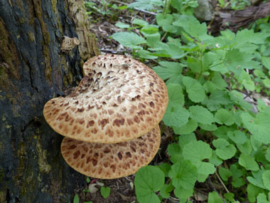 dryads saddle