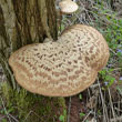 Dryad's Saddle