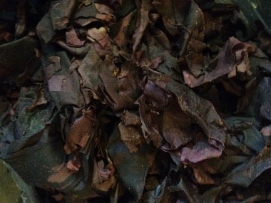 dried dulse
