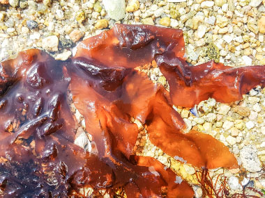 dulse seaweed