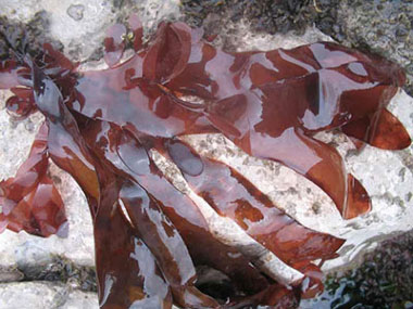 red seaweed