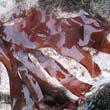 Dulse