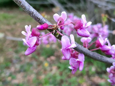 cauliflorus flowers