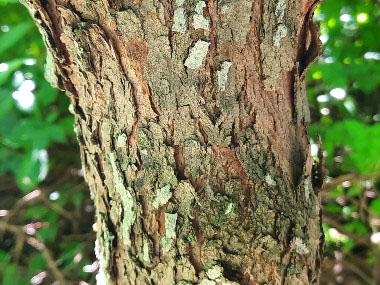 redbud bark