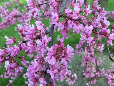 redbud flowers