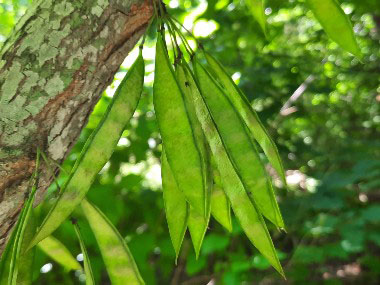 redbud fruits