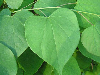 redbud leaves