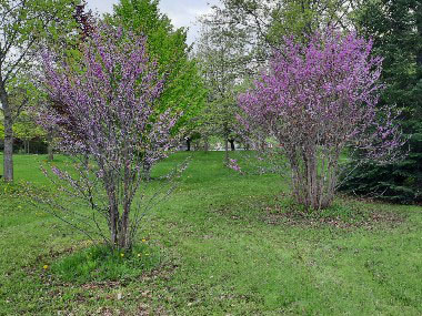 redbuds in bloom