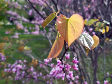 spring growth