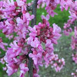 Eastern Redbud