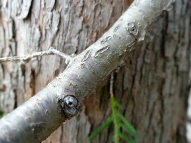 cedar branches