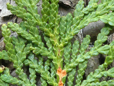 cedar leaf closeup