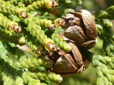 cedar seed pod