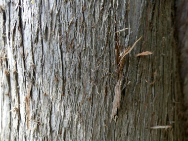 eastern white cedar bark