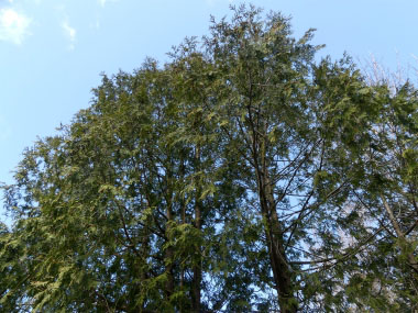 eastern white cedar trees
