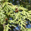 Eastern White Cedar