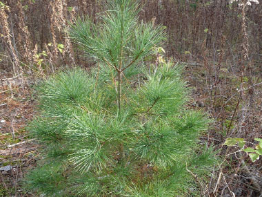 Pinus strobus tree