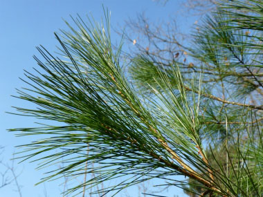 eastern white pine needles