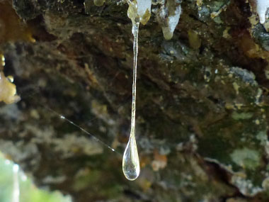 eastern white pine sap