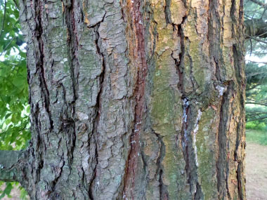 mature bark