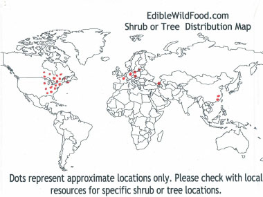 white pine distribution map