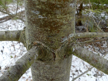 white pine young bark