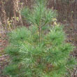 Eastern White Pine