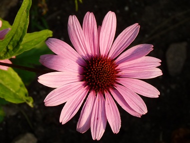 echinacea flower