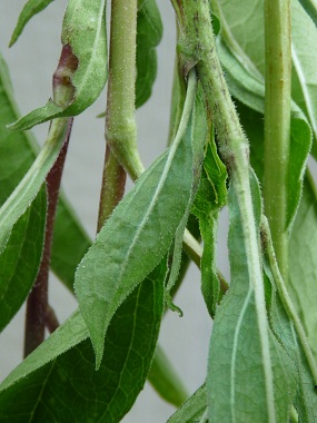 echinacea leaves