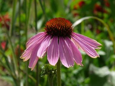 echinacea picture