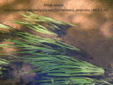 Vallisneria americana