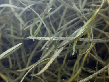 american eelgrass