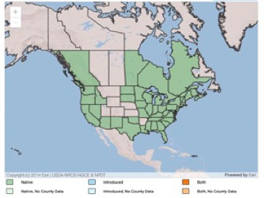 eelgrass distribution
