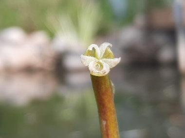 eelgrass flower