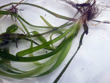 eelgrass