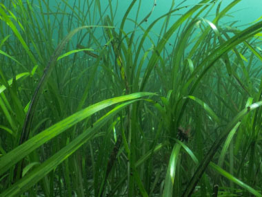 freshwater eelgrass