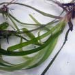 Eelgrass