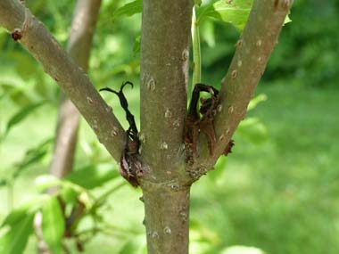 elderberry bark