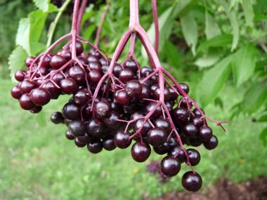 elderberry berries