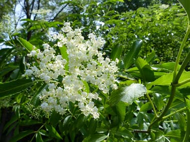 elderberry blossom