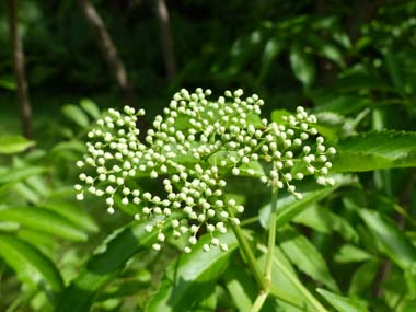 elderberry buds