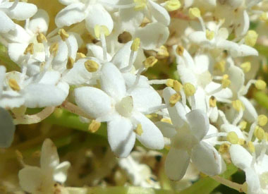 elderberry flower