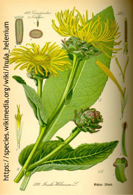 Inula helenium