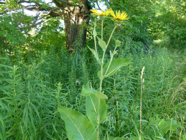 elecampagne full plant